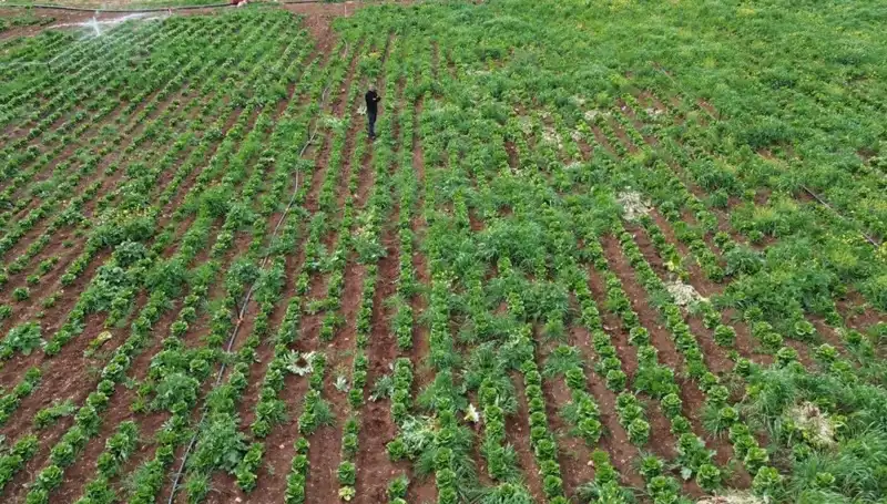Kuraklık Marul Hasadını Vurdu: Üreticiler Zor Durumda!