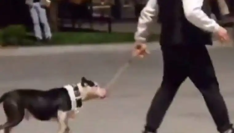 Ağızlıksız Pitbull'un Saldırganlığı: Sahibi Cezayla Karşılaştı