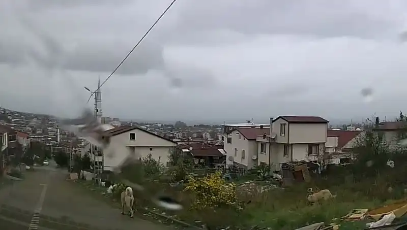 Sahipsiz Köpeklerin Saldırısı: 5 Yaşındaki Çocuğun Hayatı Tehlikede