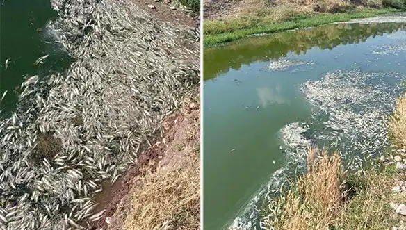 Karasu Çayı'ndaki Balık Ölümleri: Çevresel Tehdit Hakkında Ne Biliniyor?