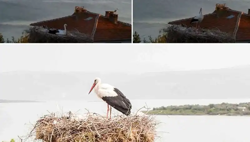 Yaren Leylek Depremi Öncüsünü Nasıl Hissetti? İşte Şaşırtan Detaylar!