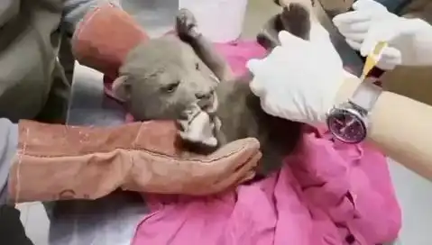 Karabük'te Yavru Bozayı Bulundu: Doğanın Korunması İçin Önemli Adım