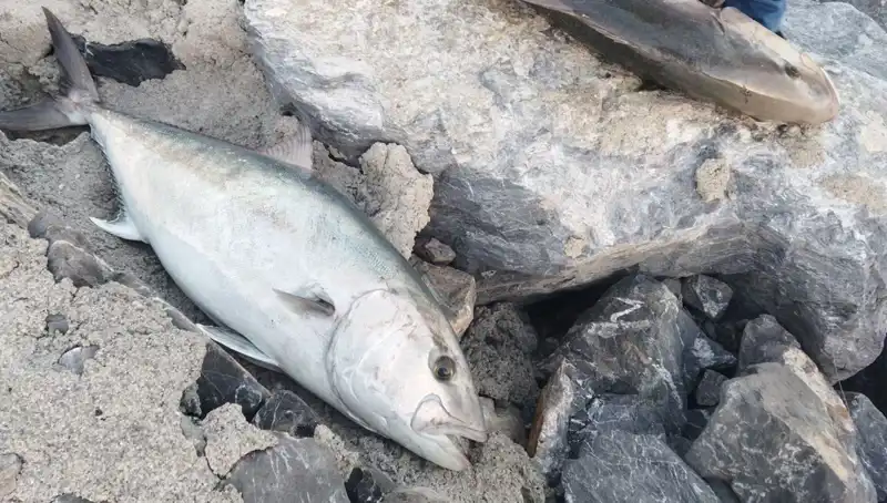 Oltayla Yakalanan 65 Kiloluk Balık, 18 Bin TL'ye Satıldı