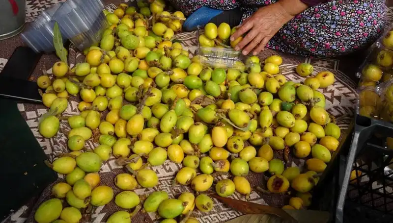 Muşmula Hasadında Rekor Fiyat: Kilosu 150 TL'yi Geçti!