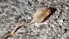 Doğa Harikası Arap Tavşanı Tunceli'de Fark Edildi, Bölgeyi Şaşırttı!