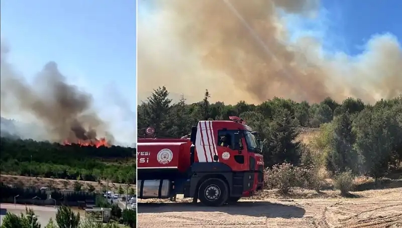 Gebze Orman Yangını: Doğanın Küllerinden Yeniden Doğuşu