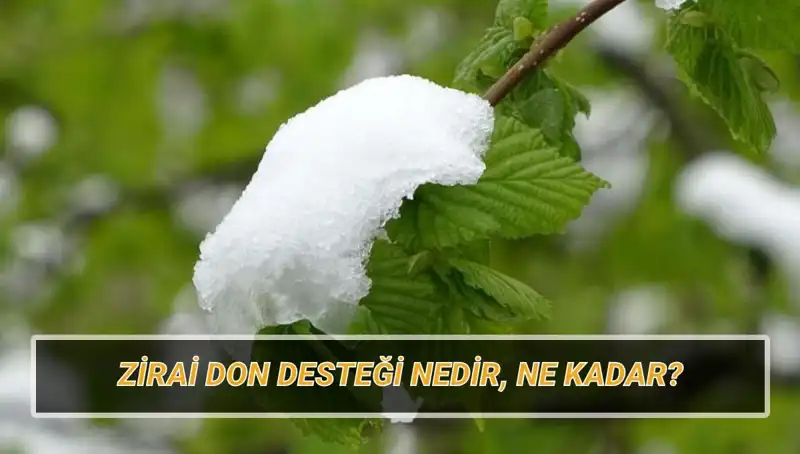 Zirai Don Desteği: Kimler Faydalanacak, Ne Kadar Alacak?