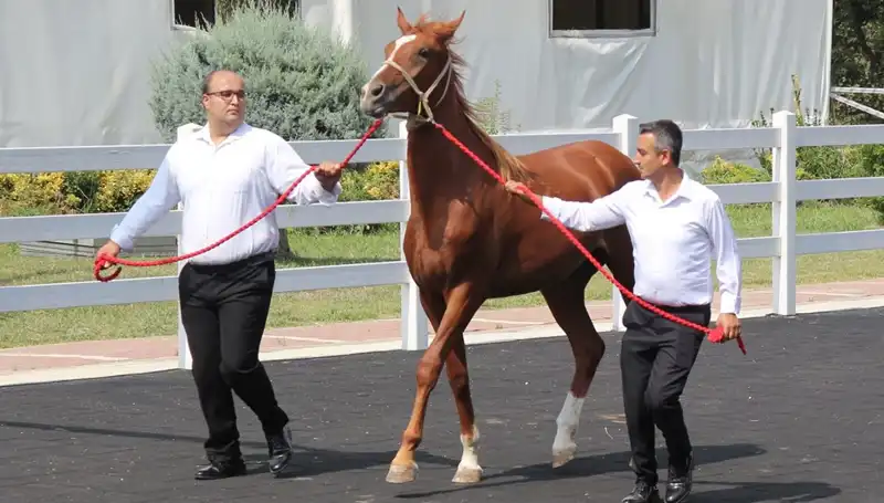 Taşkın Kral Rekorları İle Dikkat Çekiyor: Doğanın Gücünü Keşfedin