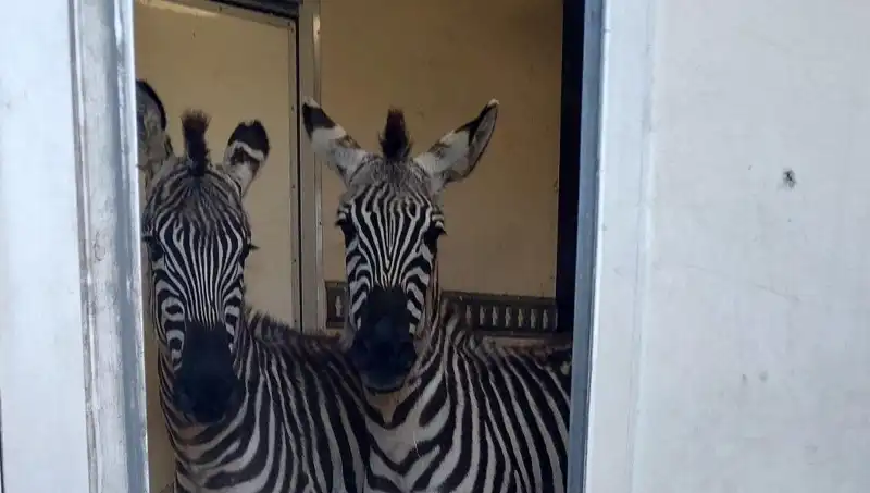 Sıradışı Sınır Operasyonu: 2 Zebra, 6 Maymun ve Daha Fazlası