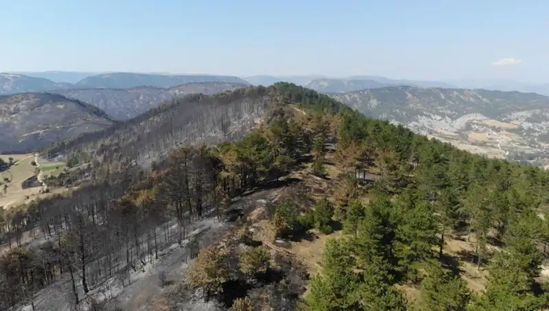 Bolu, Tarihi Fidan Dikim Projesiyle Doğayı Yeniden Canlandıracak