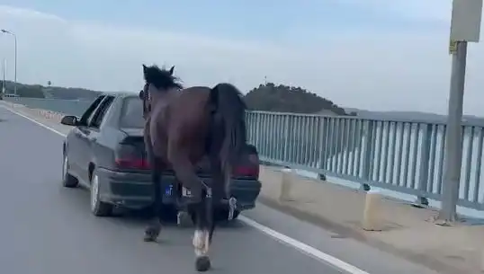Adana'da Ata Eziyet Eden Şahıs Tutuklandı, Hayvan Hakları Tartışmaları Yeniden Alevlendi