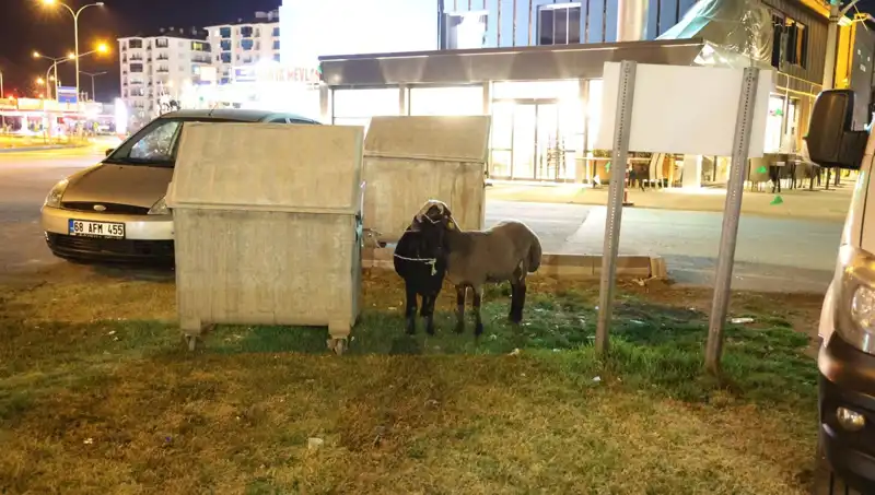 Mor Karaman Koyunları Yolda Yalnız Başına Bırakıldı: Sebepleri Üzerine Tartışmalar Sürüyor