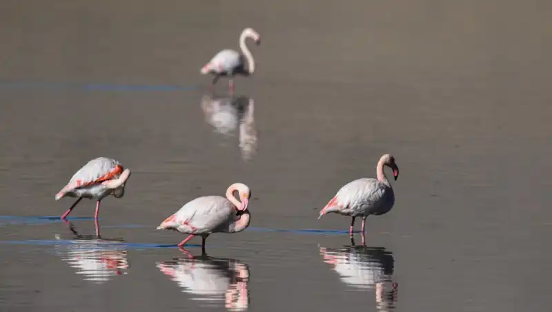 Kuraklığın Gölgesinde Kalan Kuş Cenneti: Flamingolar Tehdit Altında