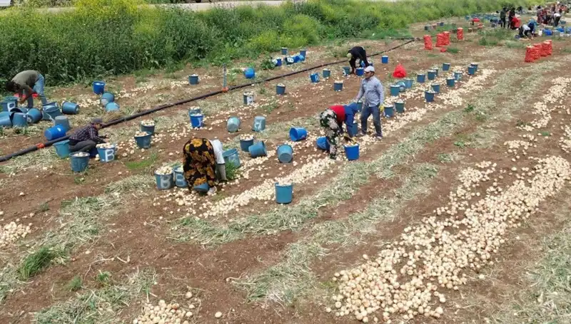 Soğan Hasadı Başladı: Fiyatlar Düşüyor, Pazar Canlanıyor