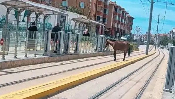 Eskişehir'de Tramvay Raylarında Karşılaşılan Başböş Sevimli Atın Şaşkın Hikayesi