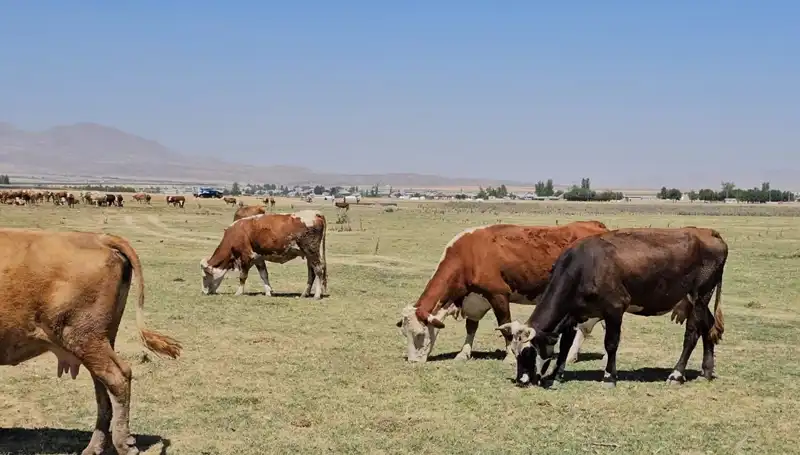 Arin Gölü’nün Kuruması: Bölgeyi Bekleyen Büyük Su Krizi