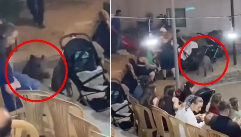 Düğün Törenine Yaban Domuzu Saldırısı: Korku Dolu Anlar Yaşandı!