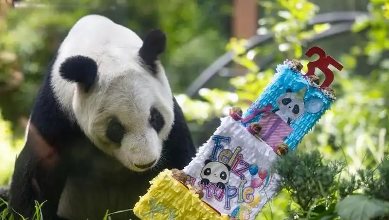 Dev Panda Xin Xin, 35 Yaşında Doğum Gününü Coşkuyla Kutladı