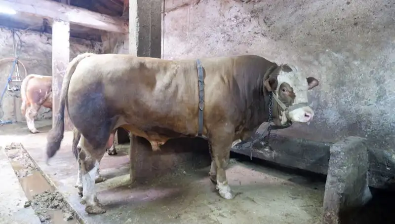 Tam 1 Ton 200 Kilo! Bu Eşya Alıcısını Buldu ve Fiyatı Şaşırttı