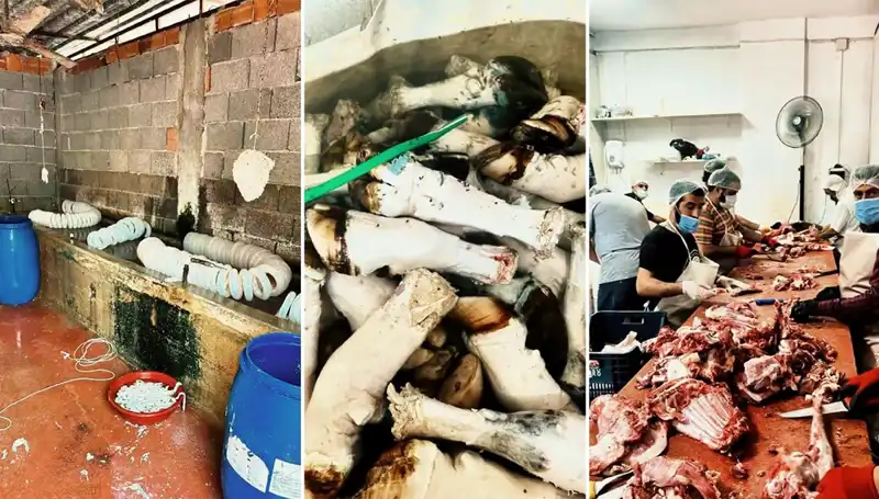 Adana’da Yüzlerce Kilo Paça Ele Geçirildi, Mide Bulandıran Görüntüler