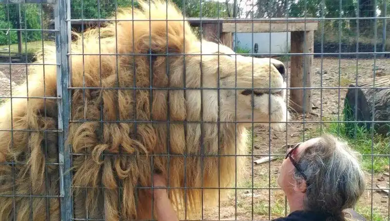 Avustralya'da Aslan Saldırısı: Bir Kadının Kolunu Kafes İçinden Kaptı