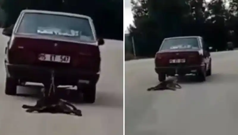 Otomobilin Arkasındaki Köpeği Sürükleyen Şoför, Sosyal Medyada Gündem Oldu