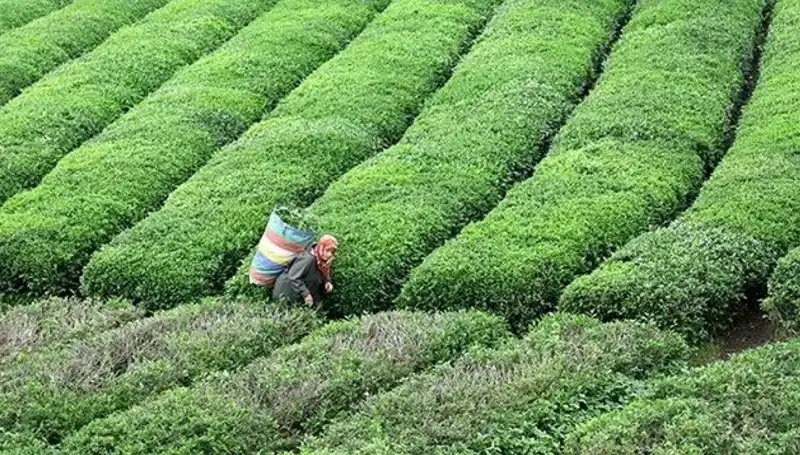 ÇAYKUR, Bayramda da Yaş Çay Alımına Devam Ediyor