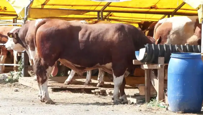 Kurban Pazarı Heyecanı: Alıcılar ve Satıcılar Bir Araya Geliyor